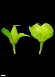 Veronica serpyllifolia subsp. serpyllifolia. Capsules. Scale = 1 mm.
 Image: P.J. Garnock-Jones © P.J. Garnock-Jones CC-BY-NC 3.0 NZ